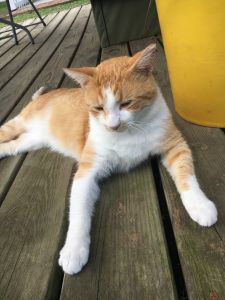 This cat need a love caring family and a safe home