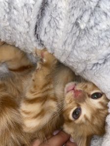 Kitten orange female rare