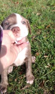 American Staffordshire female puppy