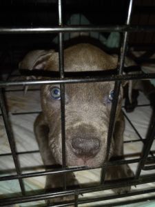 Beautiful blue nose pitbulls going fast