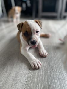 American Staffordshire Terriers Puppies