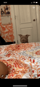 Naruto needs a new loving home!