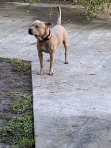 Mr. Blu is ready for a new home