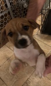 American/Bull Staffordshire Terrier Puppies