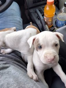 American staff shire pupps