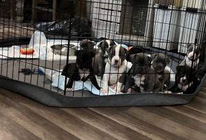 Puppies for sale