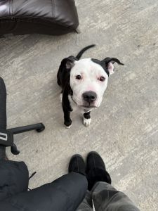 Foster dog ready for new home ( left leg injury)