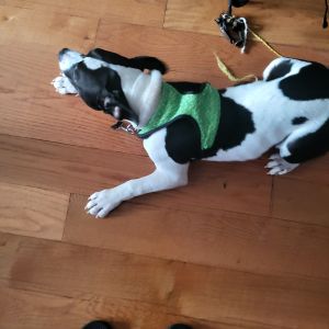 6 month old American Bully