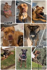 Irish wolfhound x American Staffordshire terrier puppies