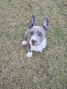 American staffy puppy