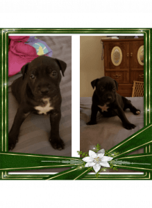 Beautiful Puppies need homes for Christmas