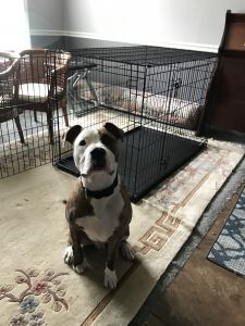 American Staffordshire Mix