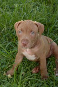 American Staffordshire Terrier puppies
