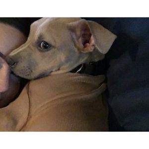 Pure breed pitbull puppy