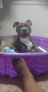 American staffordshire