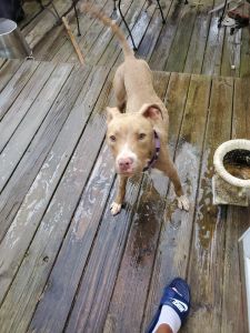 Beautiful Staffordshire