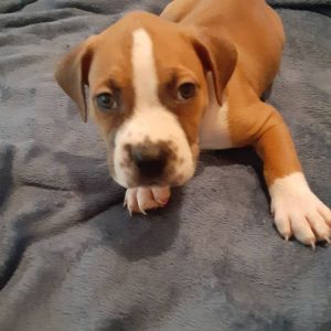 Blue Nose Mix Puppies