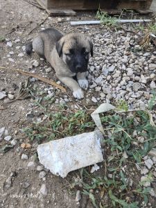 KANGAL PUPS BORN JUNE 17 2025