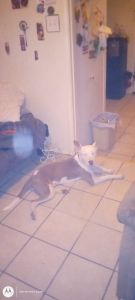 Six month old pit not nudderd tan n white real pretty dog well manner