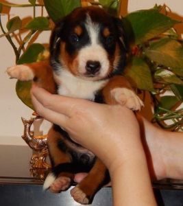 Anglo-Francais de petite venerie puppies for sale