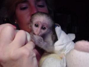 Healthy and lovely baby Capuchin monkeys