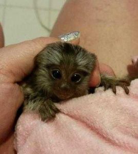 Sweet Pygmy Marmoset monkeys