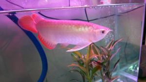 MAGNIFICENT AROWANA FISHES AT VERY GOOD PRICES