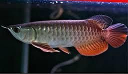 Healthy Red tail golden arowana