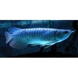 Healthy panda wild blue Arowana for new homes