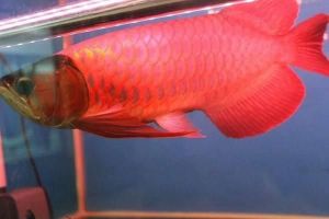 Red Arowana fishes available for sale ***