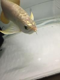Highback RTG Arowana ***