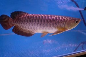 Red tail golden(RTG) text us at (***) ***-***0.