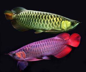 Healthy Super Red Arowana Fishes For Good Prices