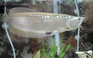 Arowana fishes for sale