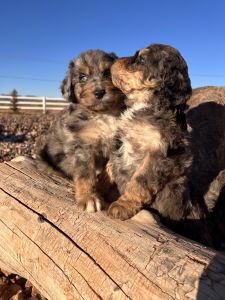 F1 Aussiedoodle Puppies
