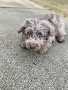 MINI AUSSIEDOODLE FOR SALE