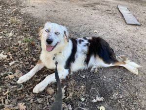 Border Aussiedoodles