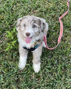 Angel the Aussiedoodle