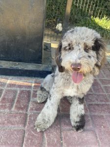 Aussiedoodle puppy