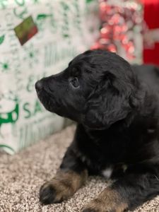 9 week old Aussiedoodle