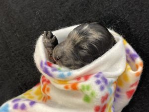 Male Aussiedoodle puppy