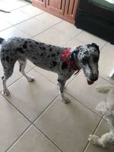 8 Month Blue Merle Aussiedoodle