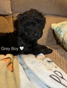 Australian Labradoodle puppies!
