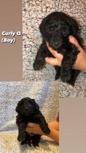 Miniature Aussie Doodle