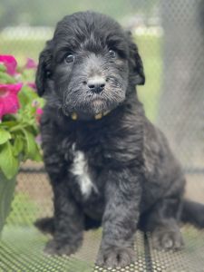 Aussie doodle puppies for sale
