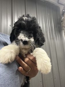 Aussiedoodle