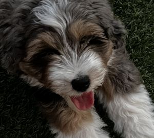 Mini Aussiedoodle
