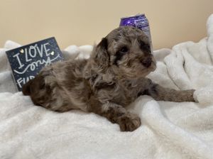 F1B Aussiedoodle lefty