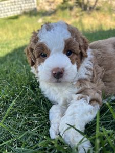 Mini Aussiedoodle