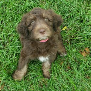 Aussiedoodle mocha